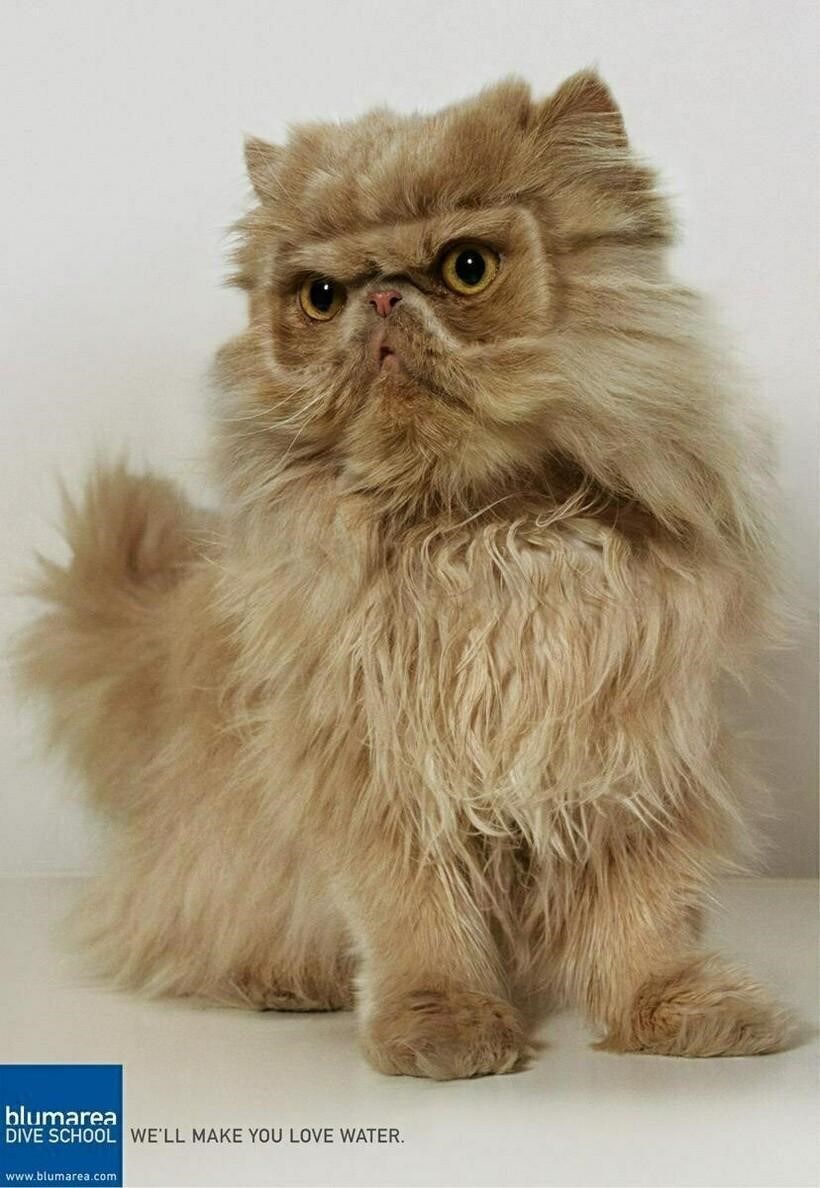 Школа дайвинга кого угодно научит любить воду