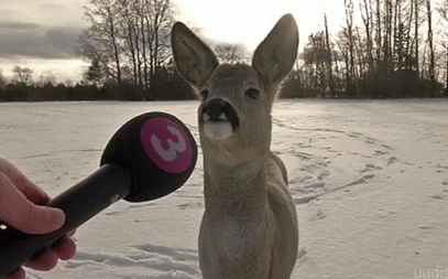 Для чего нужны опросы в Telegram